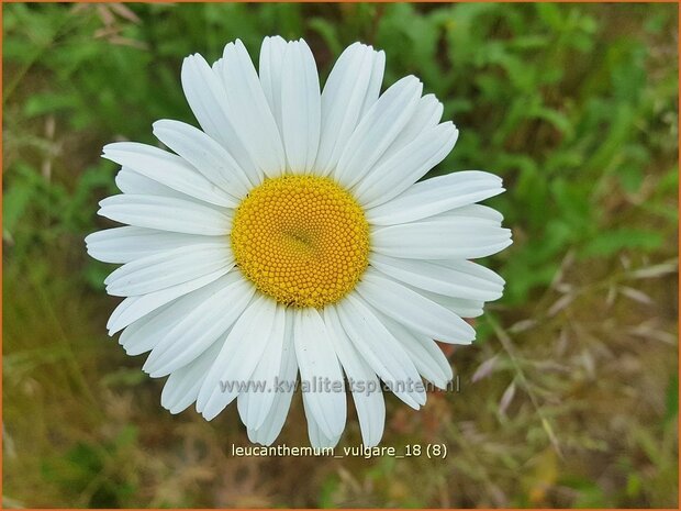 Leucanthemum vulgare | Gewone margriet | Wiesenmargerite | Moon Daisy