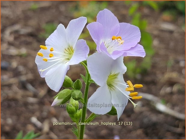 Polemonium caeruleum 'Hopleys' | Jacobsladder | Blaublühende Himmelsleiter