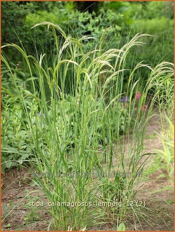 Stipa calamagrostis 'Lemperg' | Vedergras | Silberährengras