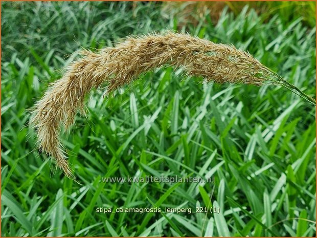 Stipa calamagrostis 'Lemperg' | Vedergras | Silberährengras