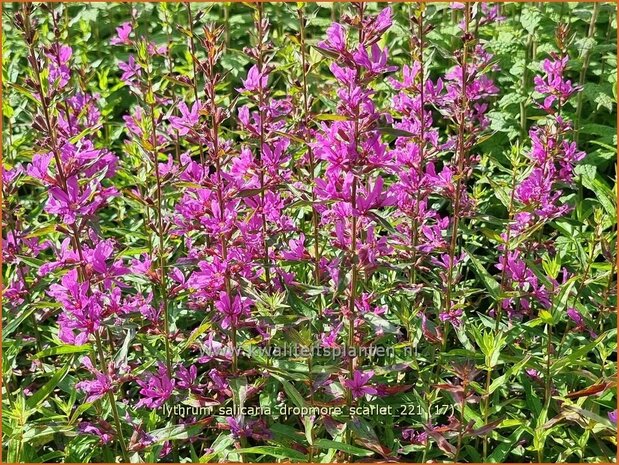 Lythrum salicaria &#39;Dropmore Scarlet&#39; | Grote kattenstaart, Kattenstaart | Blutweiderich