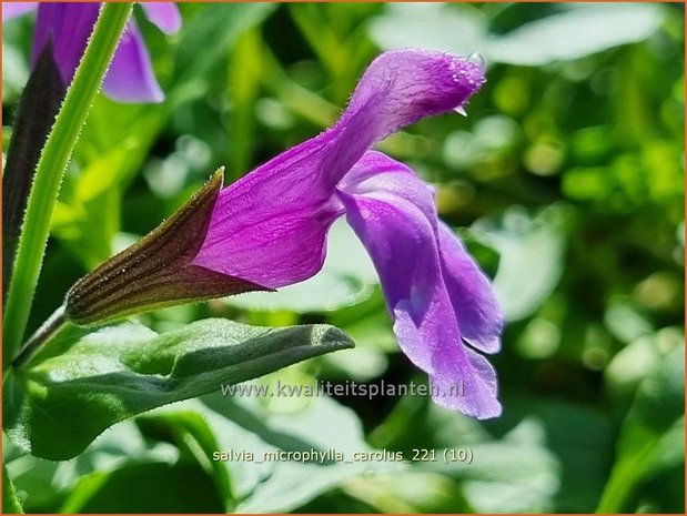 Salvia microphylla 'Carolus' | Salie, Salvia | Johannisbeersalbei | Blackcurrant Sage