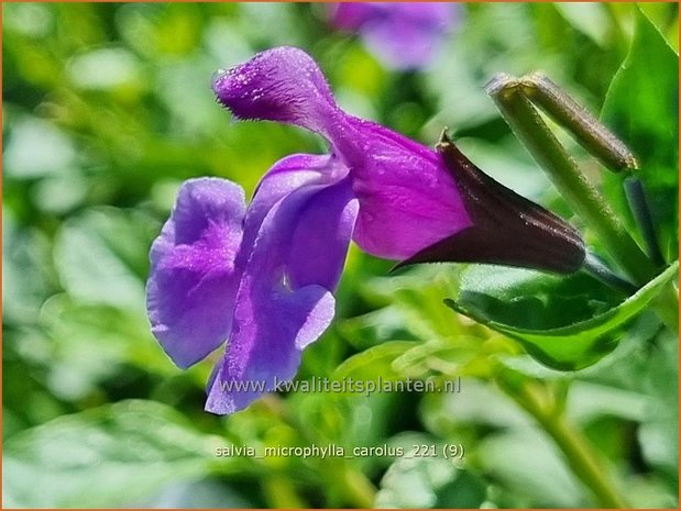 Salvia microphylla 'Carolus' | Salie, Salvia | Johannisbeersalbei