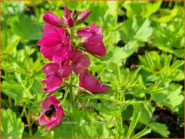 Sidalcea &#39;Rose Bouquet&#39; | Griekse malva, Prairiemalva | Präriemalve