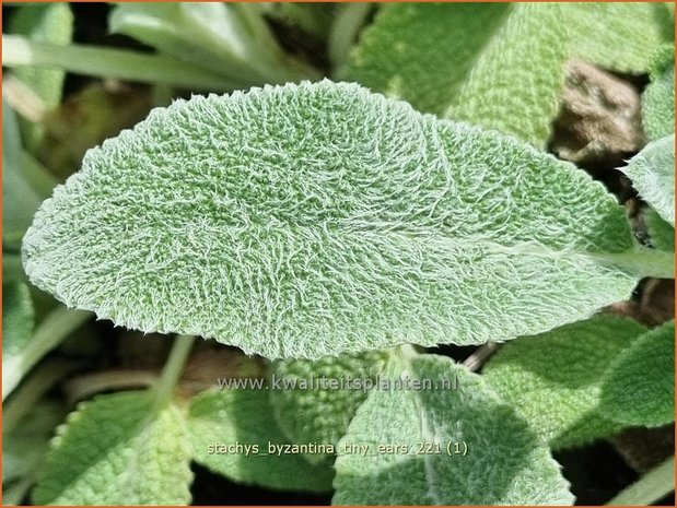 Stachys byzantina &#39;Tiny Ears&#39; | Ezelsoor, Berenoor, Andoorn | Wollziest