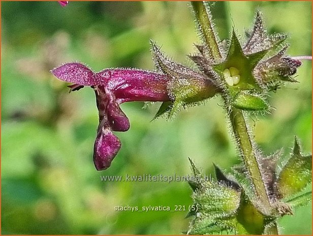 Stachys sylvatica | Bosandoorn, Andoorn | Wald-Ziest