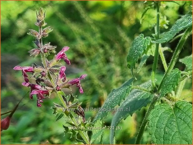 Stachys sylvatica | Bosandoorn, Andoorn | Wald-Ziest