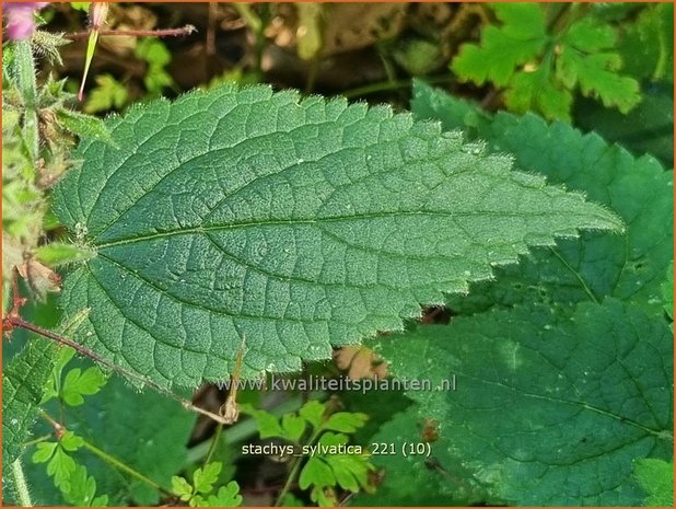 Stachys sylvatica | Bosandoorn, Andoorn | Wald-Ziest