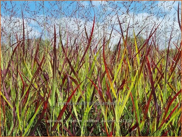 Panicum virgatum 'Oxblood Autumn' | Vingergras, Parelgierst | Rutenhirse