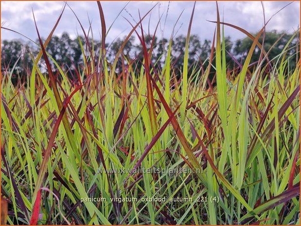 Panicum virgatum 'Oxblood Autumn' | Vingergras, Parelgierst | Rutenhirse