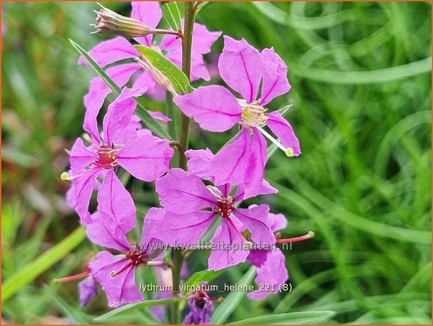 Lythrum virgatum 'Helène' | Fijne kattenstaart, Kattenstaart | Ruten-Weiderich