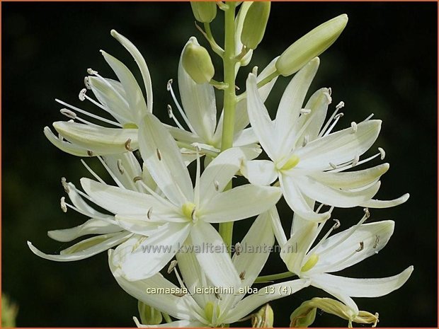 Camassia leichtlinii 'Alba' | Prairielelie