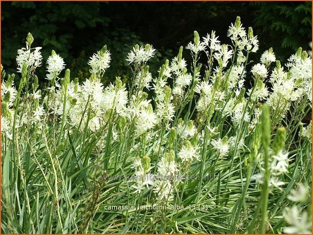 Camassia leichtlinii 'Alba' | Prairielelie