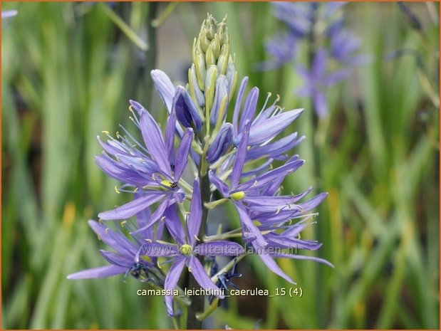 Camassia leichtlinii 'Caerulea' | Prairielelie, Indianenlelie