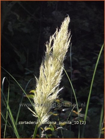 Cortaderia selloana 'Pumila' | Pampasgras | Pampasgras