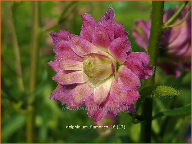 Delphinium 'Flamenco' | Ridderspoor | Rittersporn