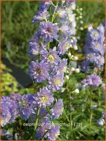 Delphinium 'Moonlight' | Ridderspoor