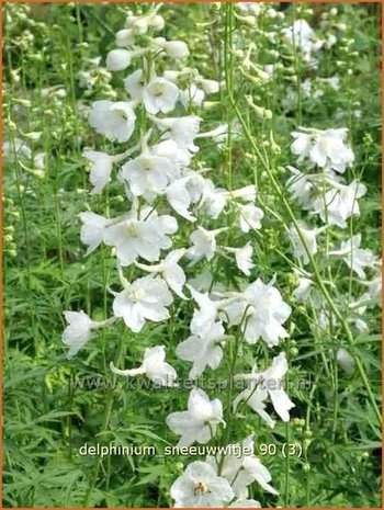 Delphinium 'Sneeuwwitje' | Ridderspoor