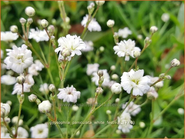 Gypsophila paniculata 'Festival White Flare' | Pluimgipskruid, Gipskruid | Rispiges Schleierkraut