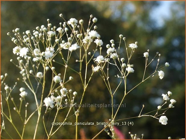 Gypsophila paniculata 'Bristol Fairy' | Gipskruid