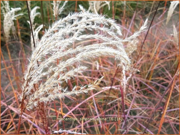 Miscanthus sinensis 'China' | Prachtriet, Chinees riet, Japans sierriet, Sierriet | Chinaschilf