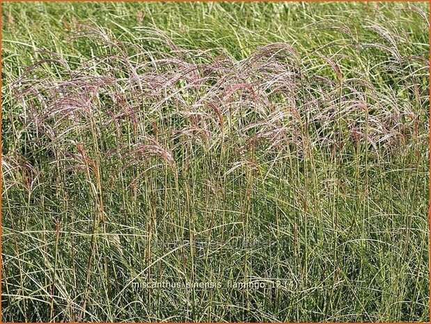 Miscanthus sinensis 'Flamingo' | Prachtriet, Japans sierriet, Chinees riet