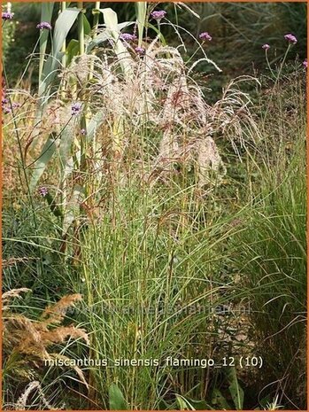 Miscanthus sinensis 'Flamingo' | Prachtriet, Japans sierriet, Chinees riet