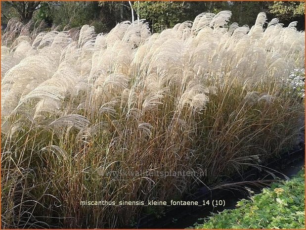 Miscanthus sinensis 'Kleine Fontaene' | Prachtriet, Japans sierriet, Chinees riet