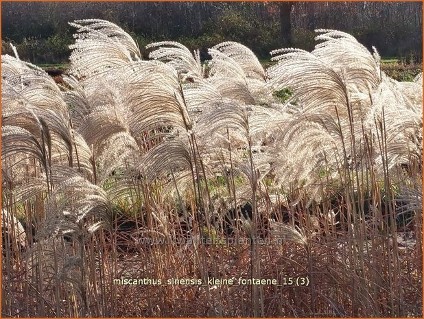 Miscanthus sinensis 'Kleine Fontaene' | Prachtriet, Chinees riet, Japans sierriet, Sierriet