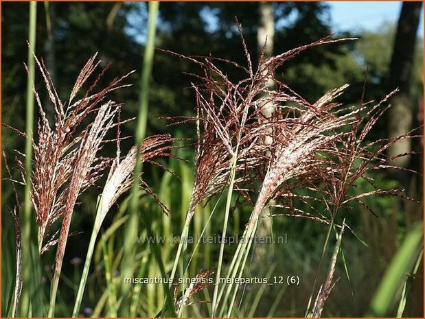 Miscanthus sinensis 'Malepartus' | Prachtriet, Japans sierriet, Chinees riet