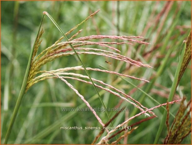 Miscanthus sinensis 'Nippon' | Prachtriet, Japans sierriet, Chinees riet