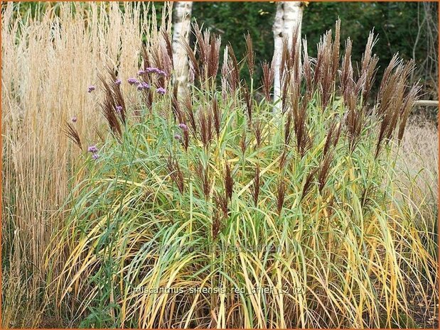 Miscanthus sinensis 'Red Chief' | Chinees prachtriet, Chinees riet, Japans sierriet, Sierriet | Chinaschilf | Eulalia