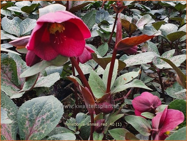 Helleborus 'Anna's Red' | Kerstroos, Nieskruid | Christrose