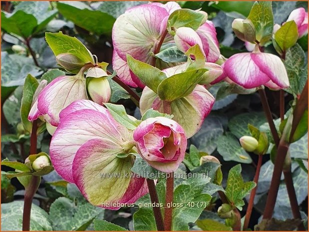 Helleborus 'Glenda's Gloss' | Nieskruid | Nieswurz