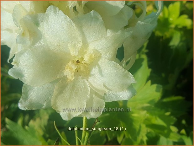 Delphinium 'Sungleam' | Ridderspoor | Rittersporn