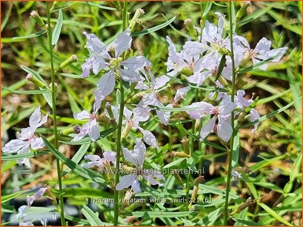 Lythrum virgatum 'White Swirl' | Fijne kattenstaart, Kattenstaart | Ruten-Weiderich