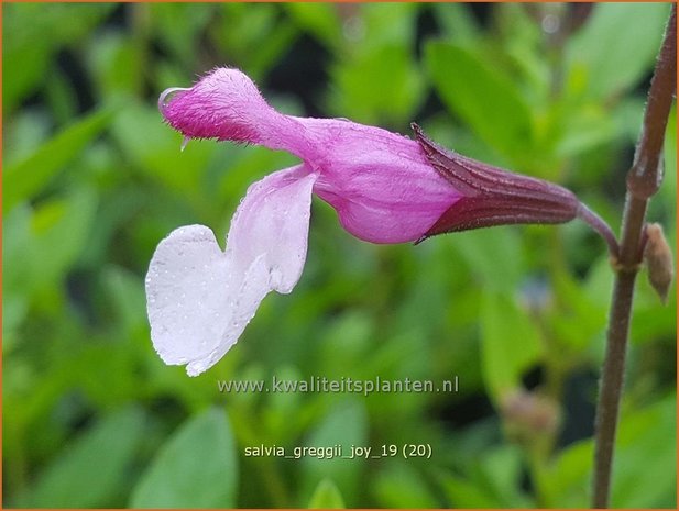 Salvia greggii 'Joy' | Herfstsalie, Salie, Salvia | Herbst-Strauch-Salbei