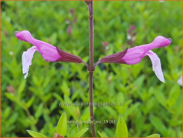 Salvia greggii 'Joy' | Herfstsalie, Salie, Salvia | Herbst-Strauch-Salbei