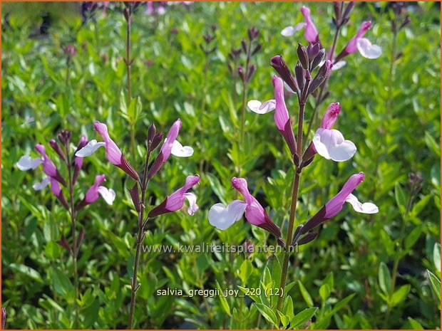 Salvia greggii 'Joy' | Herfstsalie, Salie, Salvia | Herbst-Strauch-Salbei