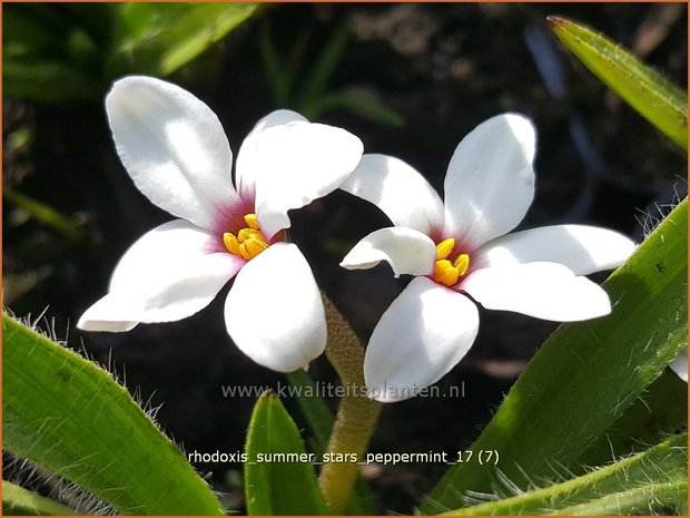 Rhodoxis 'Summer Stars Peppermint' | Rapsterretje, Sterretjesgras | Grasstern