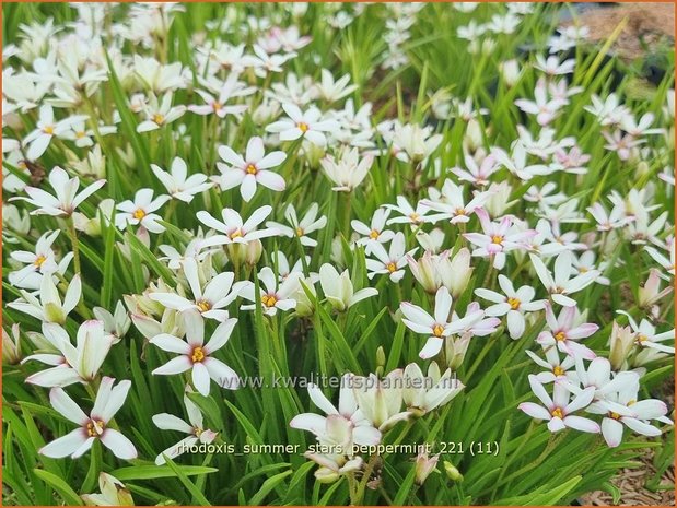 Rhodoxis 'Summer Stars Peppermint' | Rapsterretje, Sterretjesgras | Grasstern