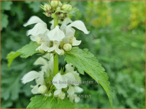 Lamium album | Witte dovenetel, Dovenetel | Weisse Taubnessel