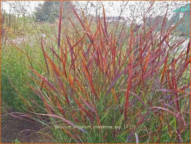 Panicum virgatum 'Cheyenne Sky' | Vingergras, Parelgierst | Rutenhirse