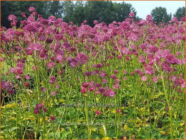 Astrantia major 'Capri' | Zeeuws knoopje, Groot sterrenscherm | Große Sterndolde