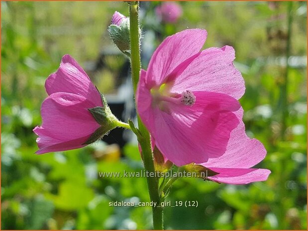 Sidalcea 'Candy Girl' | Griekse malva, Prairiemalva | Präriemalve