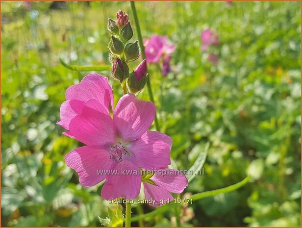 Sidalcea 'Candy Girl' | Griekse malva, Prairiemalva | Präriemalve