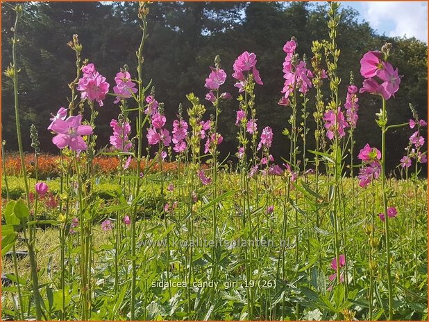 Sidalcea 'Candy Girl' | Griekse malva, Prairiemalva | Präriemalve