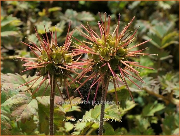 Acaena microphylla | Stekelnootje | Braunblättriges Stachelnüsschen | Pirri-Pirri