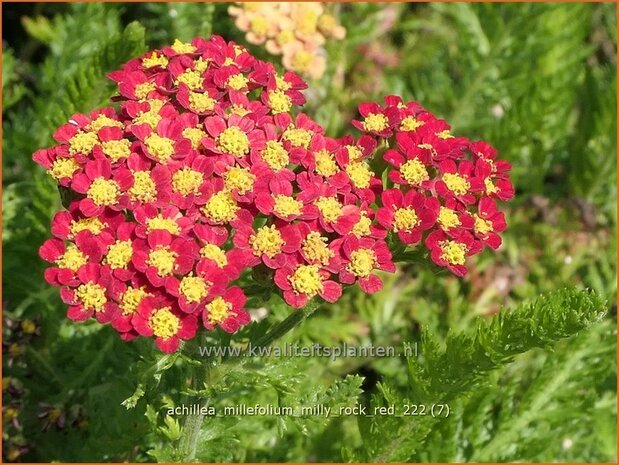 Achillea millefolium 'Milly Rock Red' | Duizendblad | Gewöhnliche Schafgarbe | California yarrow