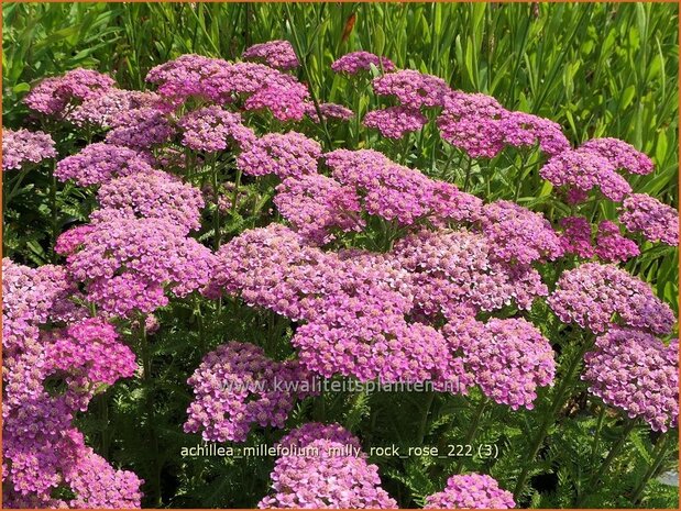 Achillea millefolium 'Milly Rock Rose' | Duizendblad | Gewöhnliche Schafgarbe | California yarrow